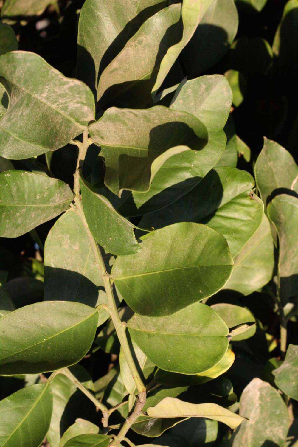              Sun leaves (Riverside, CA)       